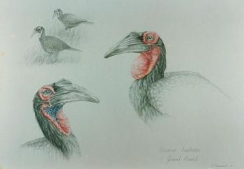 "Southern Ground-Hornbills"