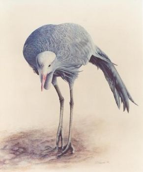 "Blue crane"