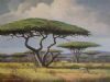 "Camel Thorn Trees, Bushveld ."