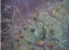 "Rocks and flowers"