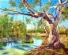 "Red Gum Tree, Australia"