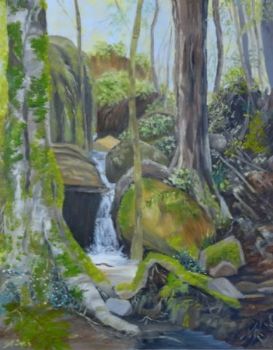 "Forest Scene - Hogsback"