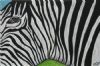 "Eye, the Zebra"