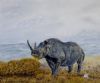 "Gazing Rhinoceros"