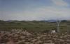 "Great Karoo Springbok"