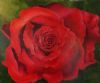"Red Rose"