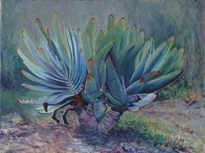 "Cape Fan Aloe at Kirstenbosch"