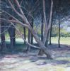 "Cape Shady Spot in the Park"