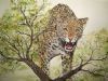 "Angered Leopard"