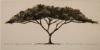 "I Give You A Thorntree"