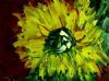 "Inferno flower"