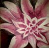 "Pink flower"