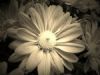 "Daisy 1 Sepia Glow"