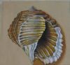 "Tonna Luteostoma"