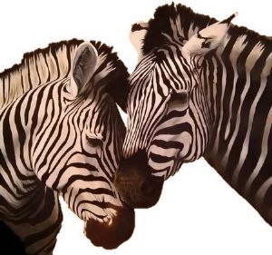 "Zebra Couple"