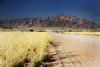 "Desert Beauty"