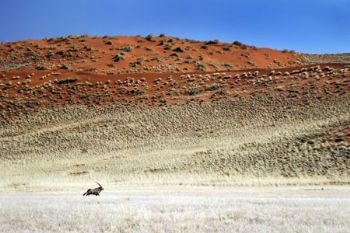 "Desert Gemsbuck"