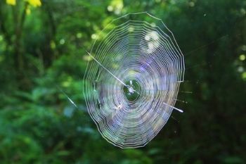 "Spider Web"