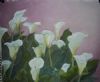 "Arums in the Pink"