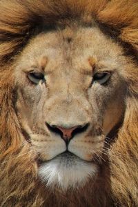 "The King"