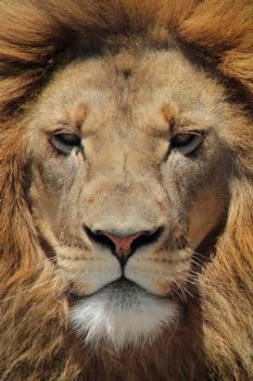 "The King"