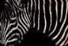 "Zebra Introspective"