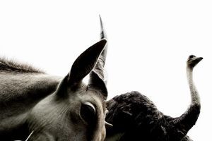 "Unlikely Friends"