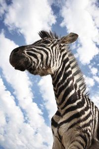 "Zebra Portrait"