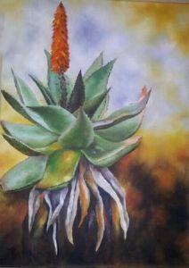 "Cape Aloe"