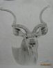 "Kudu Bull"