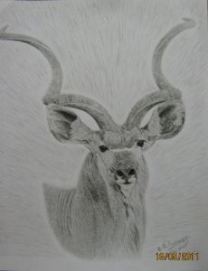 "Kudu Bull"