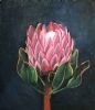 "Protea in Light"