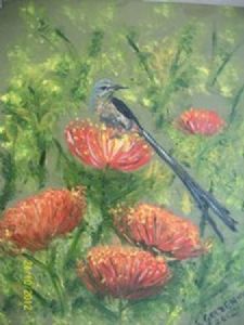 "Cape Sugarbird on Pin Cushion Protea"