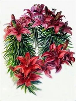 "Red Asian Lilies"