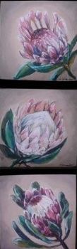 "Proteas"