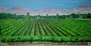 "Northern Cape Vineyard"