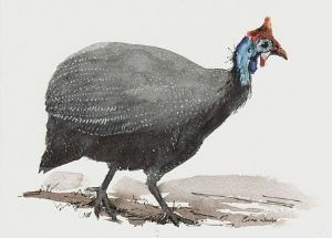 "Helmeted Guineafowl"