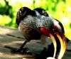 "Yellowbilled Hornbill"