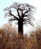 "Beautiful Baobab - Mid-Winter"