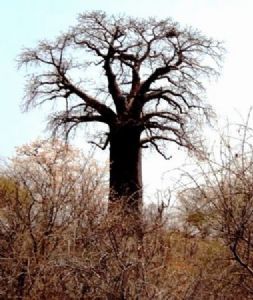 "Beautiful Baobab - Mid-Winter"