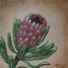 "Protea_Red"