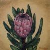 "Protea - Pink"