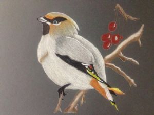 "Waxwing Bird"