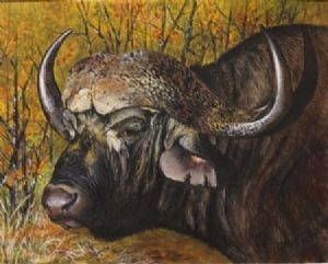 "Big Five - African Buffalo"