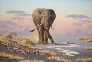 "Elephant 01"