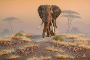 "Elephant 05"