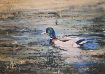 "Mallard Duck"