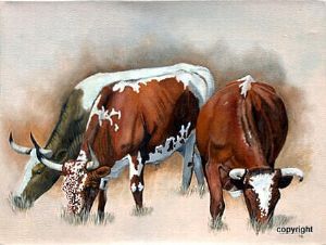 "Nguni #25"