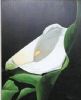 "Arum Lily"