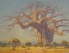 "Baobab - The Giant of the Bushveld"